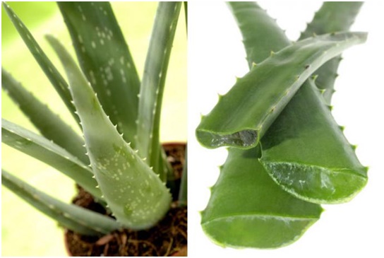 calm the eyes with cooling aloe vera
